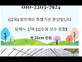 010 2203 7924 삽목 썸머스노우 위치타블루 썰프레아 ﻿블루아이스 블루헤븐 골든브라반트 에메랄드그린 차이니즈스노우볼 오데마리 아나벨