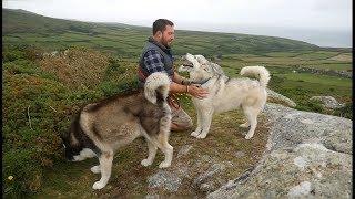 Husky and Malamute dogs playing and wandering