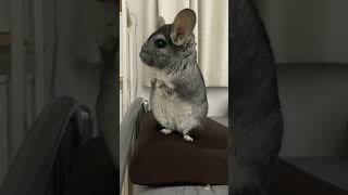 チンチラに2度見される動画（#Shorts）#chinchilla