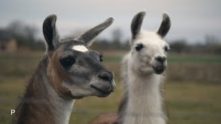 Gyvūnų ūkį turinti moteris papasakojo: kuo skiriasi lamos nuo alpakų?