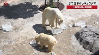 【速報】氷で遊ぶホッキョクグマ 北海道の旭山動物園