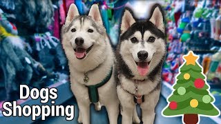 Dogs Go Shopping at Petsmart for Christmas | Petsmart Haul for Huskies