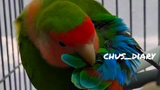 lovebird dress up牡丹鸚鵡理毛 #cutepets #parrot #鸚鵡 #lovebirds #愛情鳥 #dailyvlog #dressup #chill #寵物 #birds