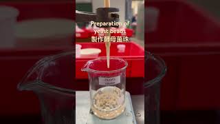 Preparation of yeast beads 製作酵母菌珠