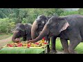 Birthday Party for Kamsan, She turns 34 today!! at Aonang Elephant Sanctuary