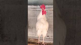 Adorable Rooster Crowing Loudly | Amazing Rooster Crowing Sounds 🐓 #shorts