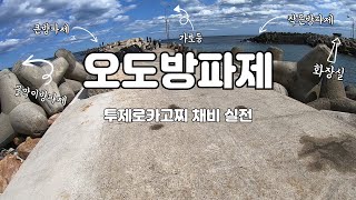 벵에돔낚시할때 잡어층을 뚫을려고 테스트한 투제로카고찌를 이용해서 포항에 위치한 오도방파제에서 바다낚시를 해봤습니다