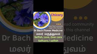 #எதிர்பார்ப்பு இல்லாத அன்பு #heartchakra #மலர்மருத்துவமும்மனமும் #flowermedicine #chicory