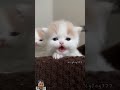 Little kitten so funny cute #cat #kitten #cutecat #cute #catlover #meow #meowing #funny