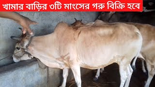 মাত্র ৫১ হাজার করে ৩ টি মাংসের গরুর (দেশাল) প্যাকেজ || খামার বাড়ি