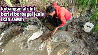 KUBANGAN AIR INI BERISI BERBAGAI IKAN DAN KURA KURA SAWAH