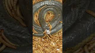 Mealworms vs Snake #timelapse #goinsidet #timelapsevideo #mealwormseating  #mealworms #snake