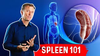 What Does The Spleen Do? – Dr.Berg Explains Spleen Function