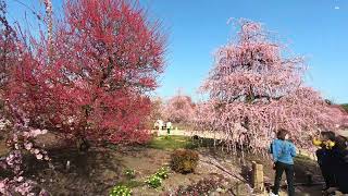 Travel Japan. Suzuka city. Plum blossom in Suzuka Forest Garden. Akatsuka garden.