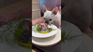 듀공이 개마카세 2  #dog #dogs #frenchie #댕댕이 #개마카세 #오마카세 #frenchbulldog #프렌치불독 #bulldogs