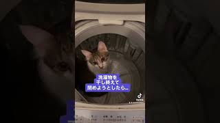 洗濯機の中に入った猫#shorts