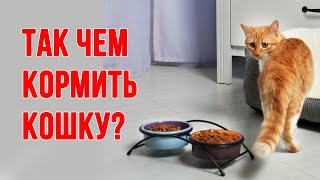 Как выбрать хороший корм для кошки