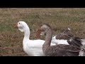 26.06.2018.video1.natalia at 3 months.spotted female kholmogory goose 2018.