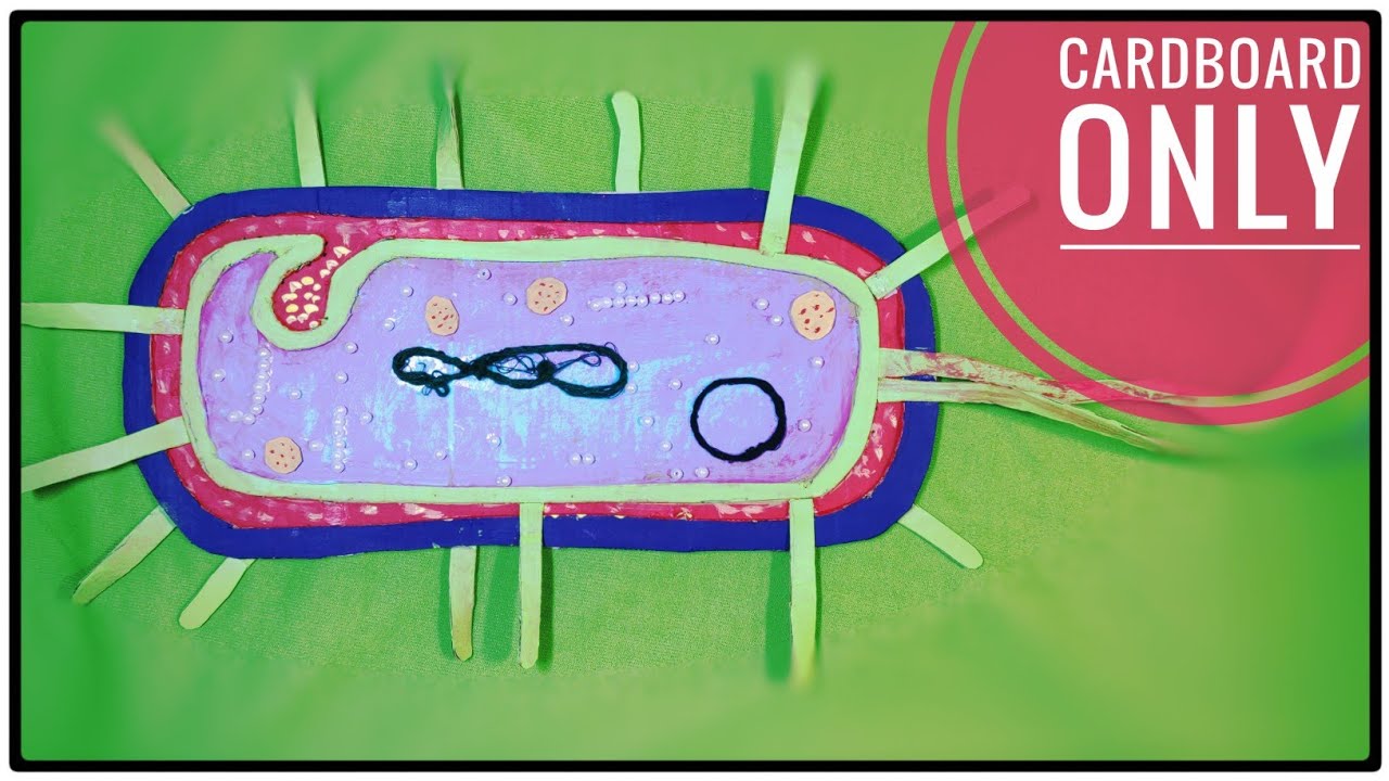 Bacteria Cell Model Project Youtube
