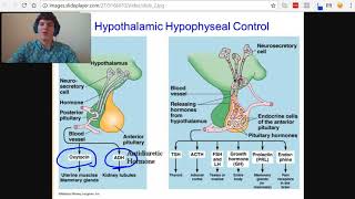 MCAT Question of the Day: Hormones of the Anterior and Posterior Pituitary Glands