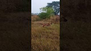 Non-Stop Running Joy: Keshari the Belgian Malinois Returns to the Farm After a Long Break! #shorts