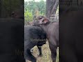 Vali and Yama the buffalo calf are becoming good friends.