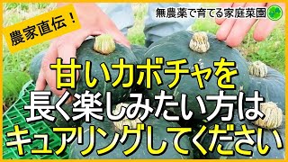 【カボチャ栽培】収穫後のキュアリング処理と保存方法【有機農家直伝！無農薬で育てる家庭菜園】　23/7/11