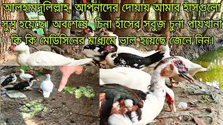 চীনা হাঁসের সবুজ চুনা পায়খানার চিকিৎসা Treatment of green lime feces in Chinese ducks