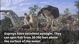 Five Fascinating Facts about Ospreys - Never Stop Learning