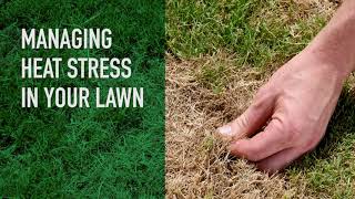 Managing Heat Stress in Your Lawn | Summer Lawn Care