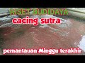 RISET BUDIDAYA CACING SUTRA, PEMANTAUAN MINGGU TERAKHIR