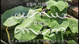 8월의 식재료 호박잎