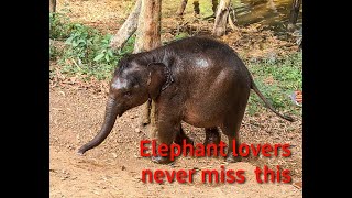 KAPPUKAD ELEPHANT REHAB CENTRE | Meet the giants |Trivandrum | Elephants