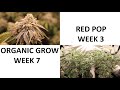 Red Pop Pheno Hunt Week 3 and MC Organic Grow Week 7 Flower