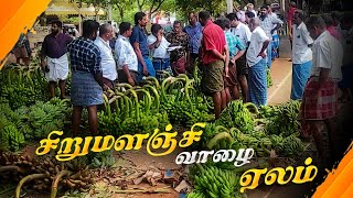 😄சிறுமளஞ்சி வாழை ஏலம்🤩||Tirunelveli || vlog || Harish explore #trending #tirunelveli