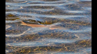 Fishing for Tailing Redfish