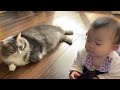 赤ちゃんとツンツンし合う猫　ノルウェージャンフォレストキャットa cat that softly touches a baby. norwegian forest cat