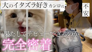 【猫カフェデビューに完全密着】喧嘩？いたずら？わんぱく子猫 波乱のデビューの裏側