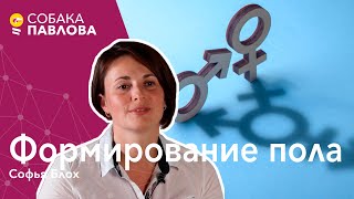 Формирование пола - Софья Блох // половая хромосома, кариотип, гормоны, смена пола, гермафродитизм