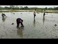 మగ కూలీలతో వరి నాట్లు paddy transplanting with male labour farming agriculture nature variety ryth