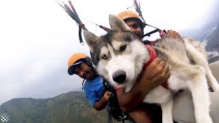 Siberian Husky enjoys paragliding at 3,500 feet