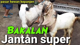 HARGA KAMBING BAKALAN !! PASAR HEWAN KEPANJEN TERKINI,SELASA 24 DESEMBER 2024.