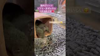 べたなれピグミーオポッサム達です♪（熱帯倶楽部　東川口本店）