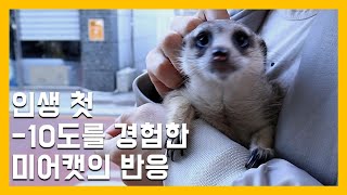 인생 첫 -10도를 경험한 미어캣의 반응 [냥이아빠]