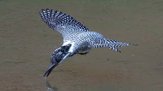 給餌後、何度も水浴びするヤマセミ　5倍スロー撮影【Crested Kingfisher 】　4K