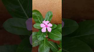 బిళ్ళగన్నేరు|| Madagascar Periwinkle||#madagascar#periwinkle#nature#gardening#shorts#ytshort#trend