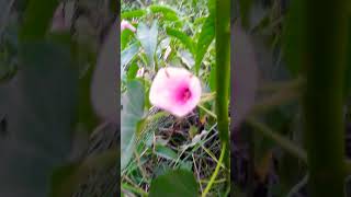 Village Pond and flower | गांव की प्रकृति | Village Nature | pond | गांव का तालाब | #shorts #तालाब