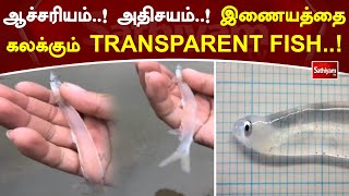 ஆச்சரியம்  ! அதிசயம்  ! இணையத்தை கலக்கும் TRANSPARENT FISH  !