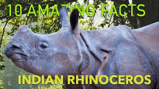 10 Fascinating Facts about the Indian Rhinoceros!