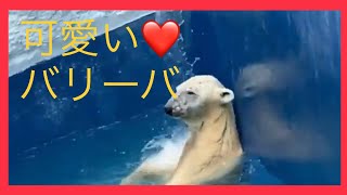 プールの中でもしぐさの可愛いバリーバ〔しろくまピースのお母さん〕とべ動物園2020年8月4日11時50分頃Polar bear valiva